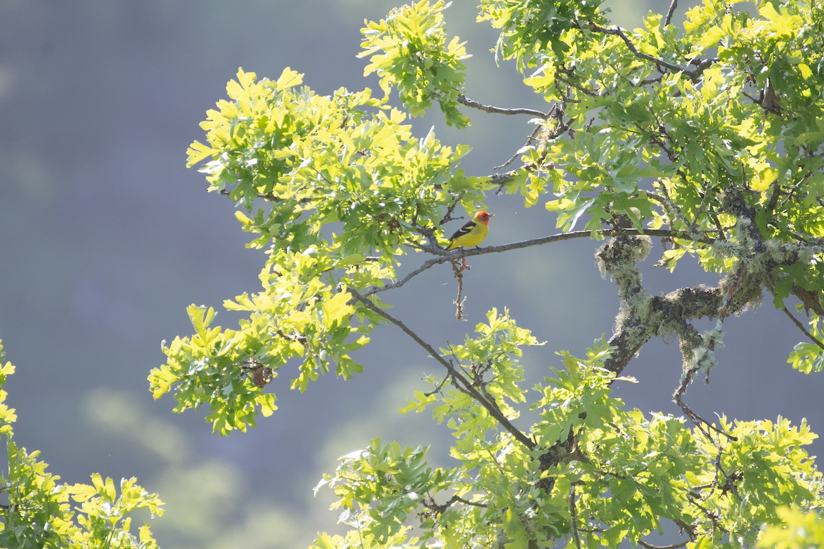 Western Tanager - ML635068635