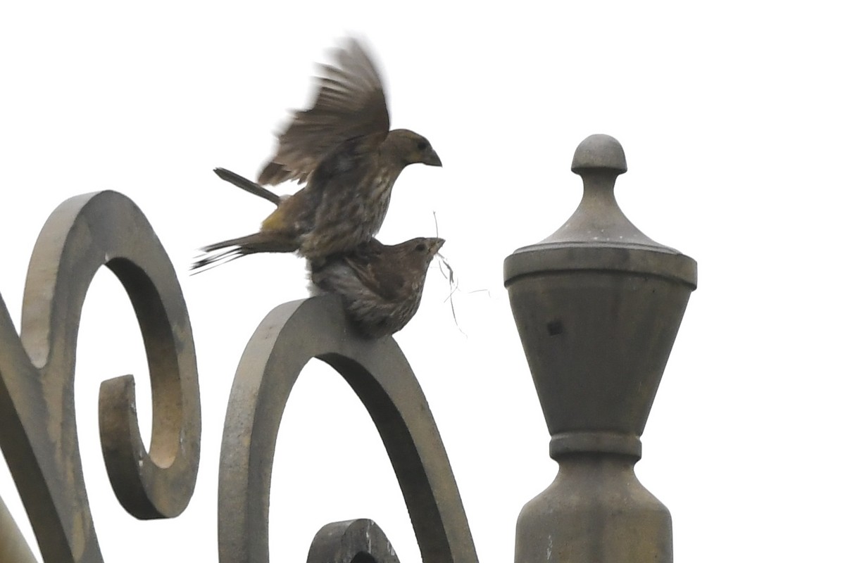 House Finch - ML635068649