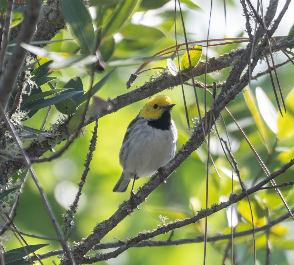 Hermit Warbler - ML635068651