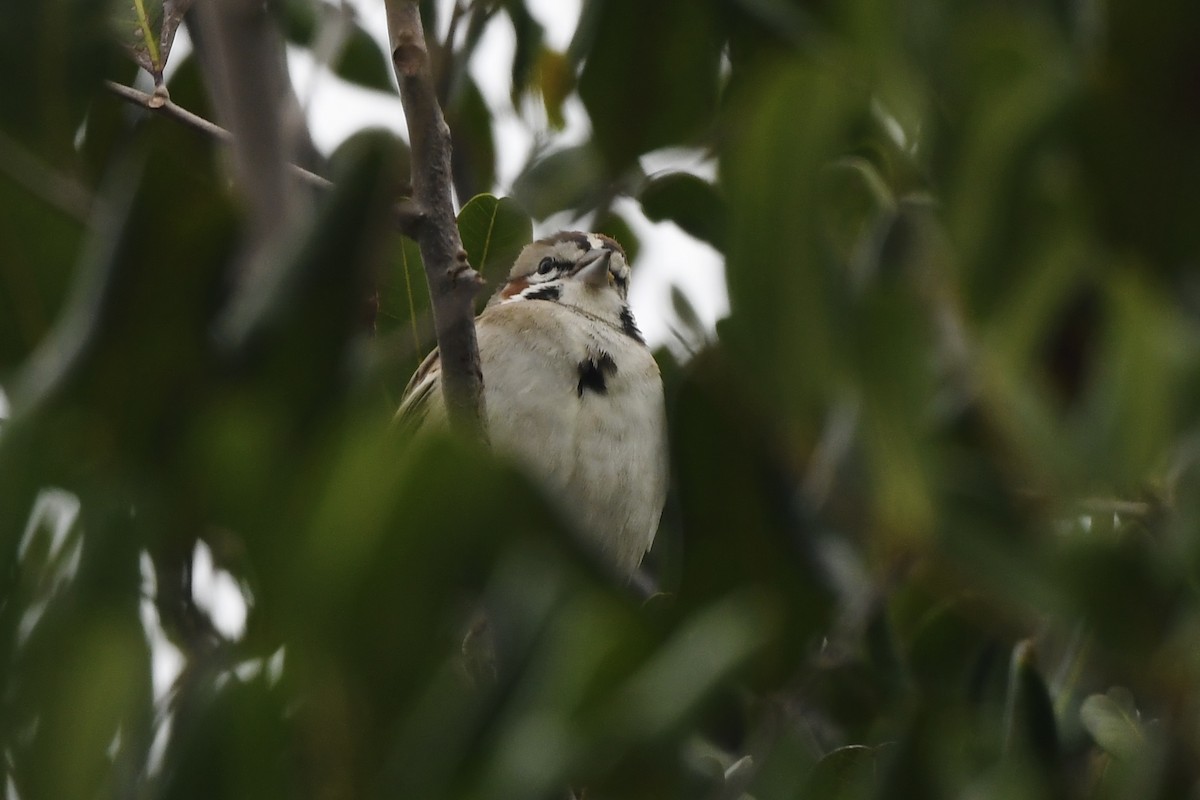 Lark Sparrow - ML635068677