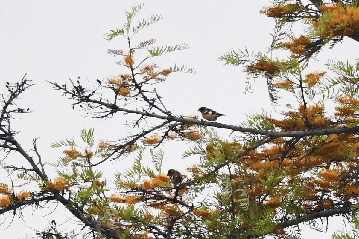 Black-headed Grosbeak - ML635068701