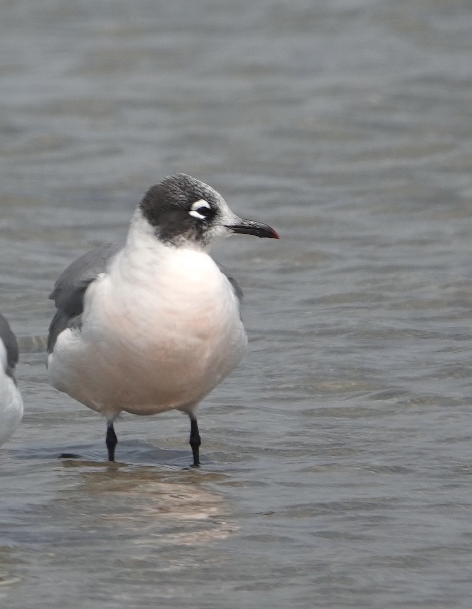 Мартин ставковий - ML635068729