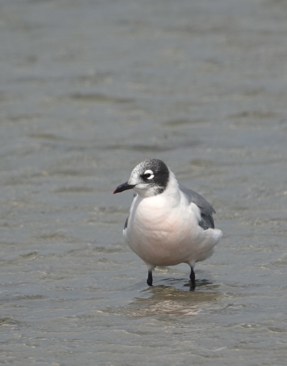 Мартин ставковий - ML635068730