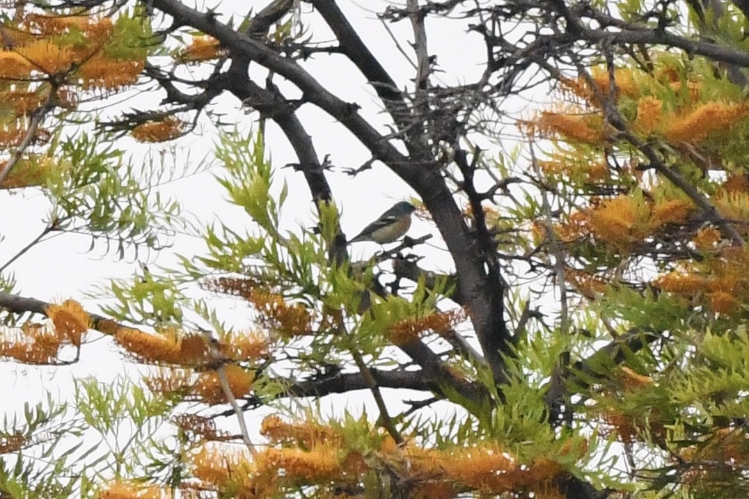 Lazuli Bunting - ML635068739