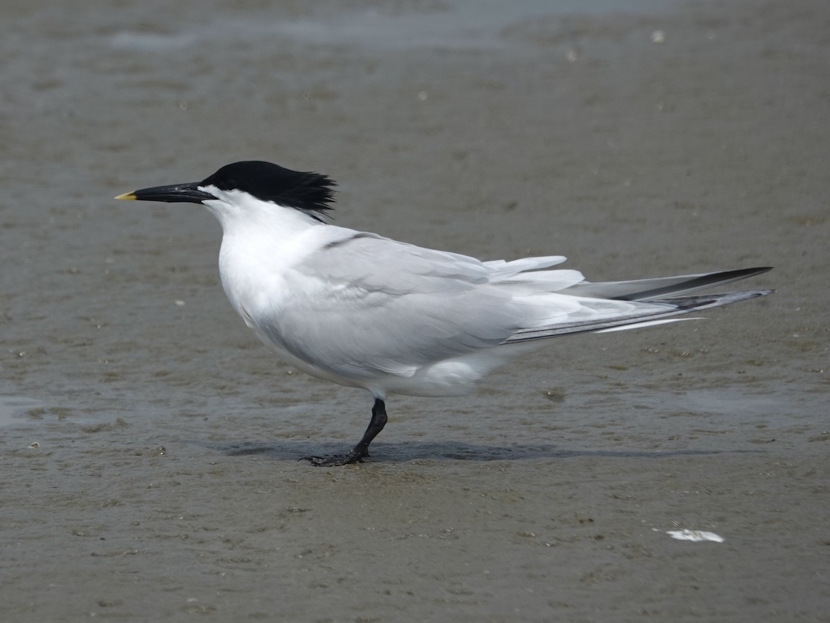 Крячок рябодзьобий - ML635068779