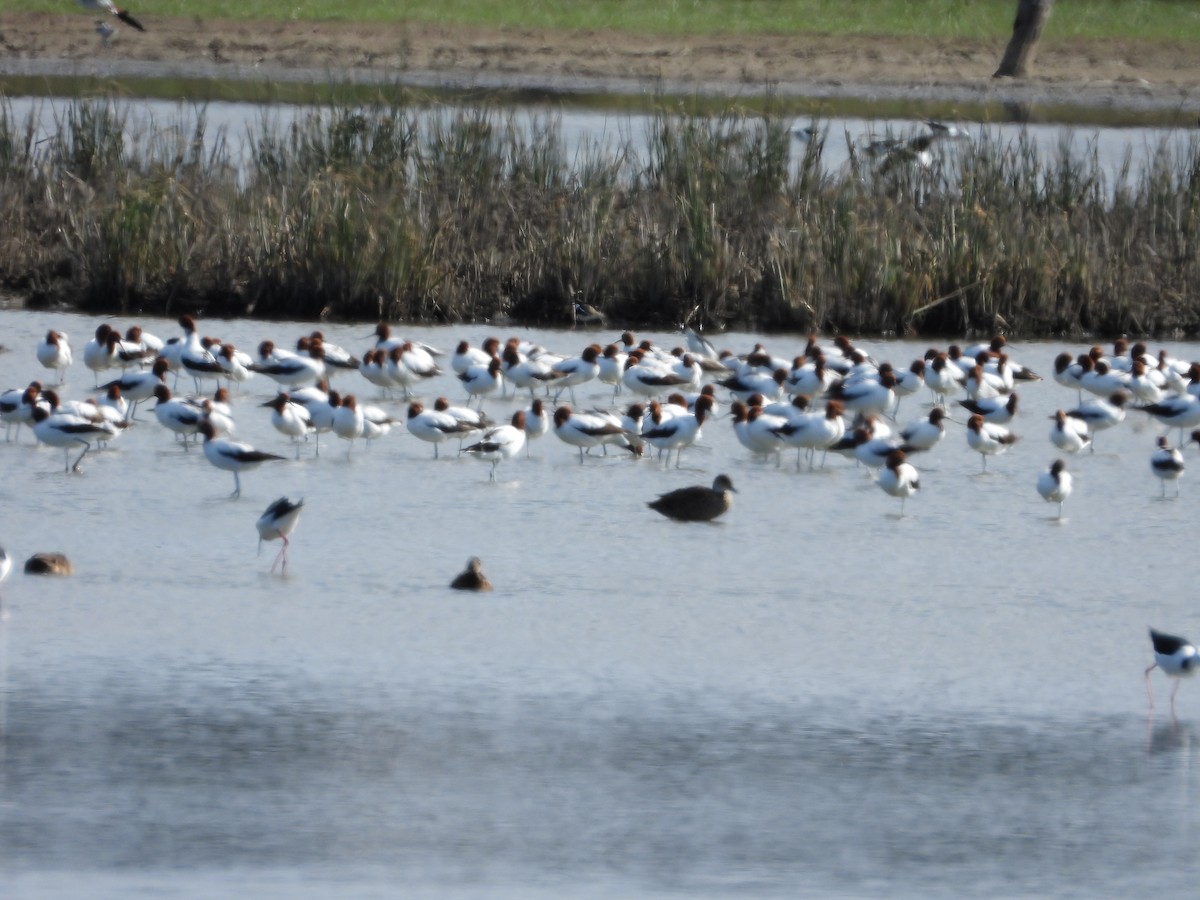 Red-necked Avocet - ML635068796