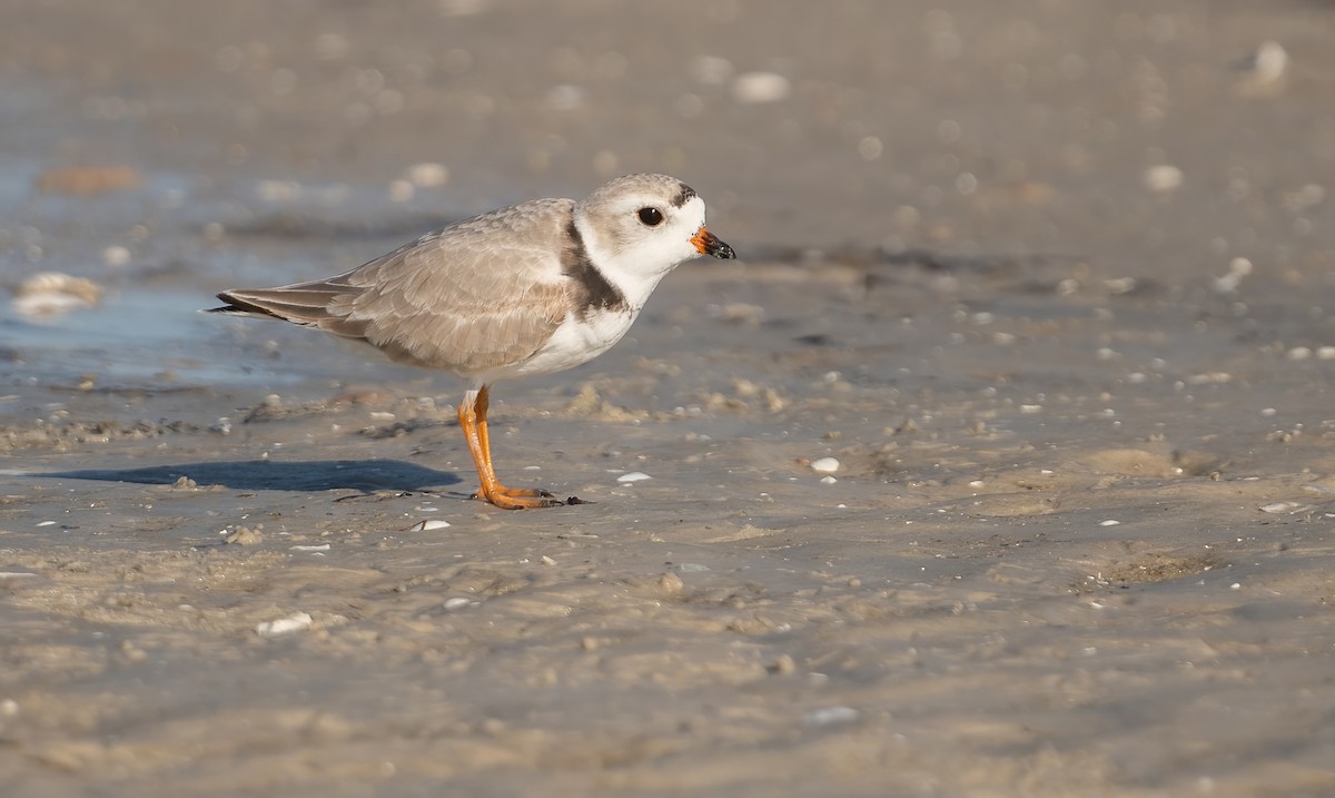 Piping Plover - ML635068841