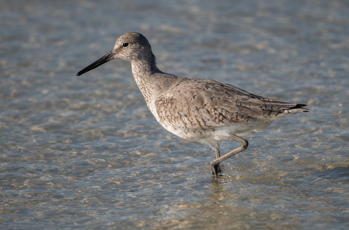 Willet - ML635068848