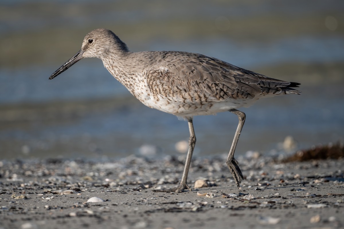 Willet - ML635068851