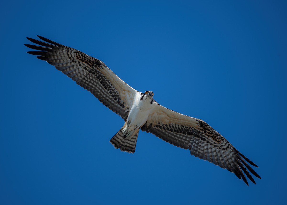 Osprey - ML635068867