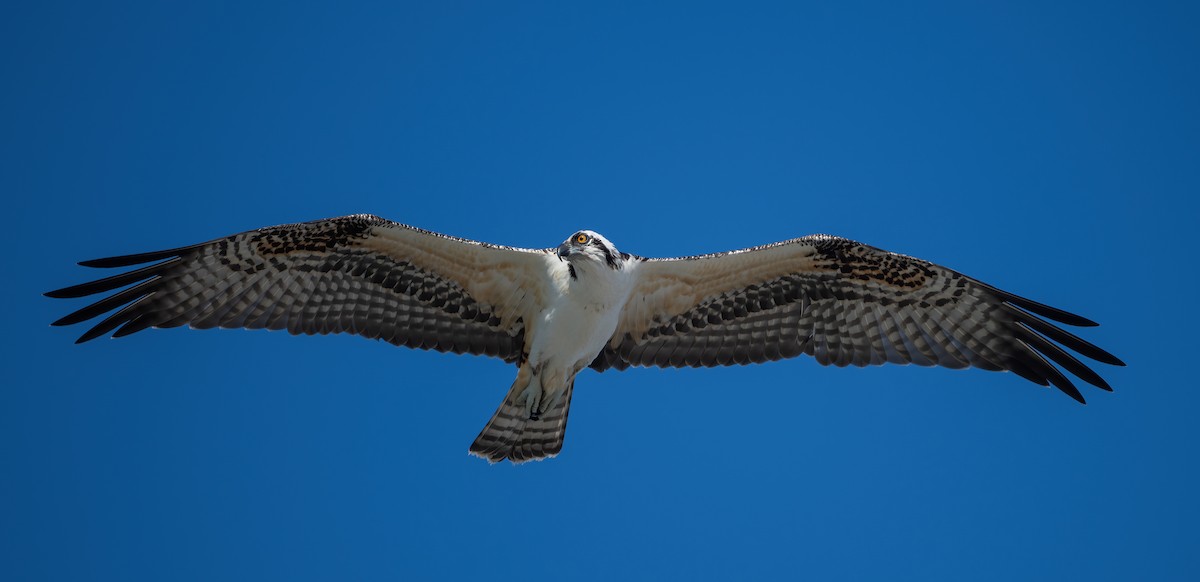 Osprey - ML635068868