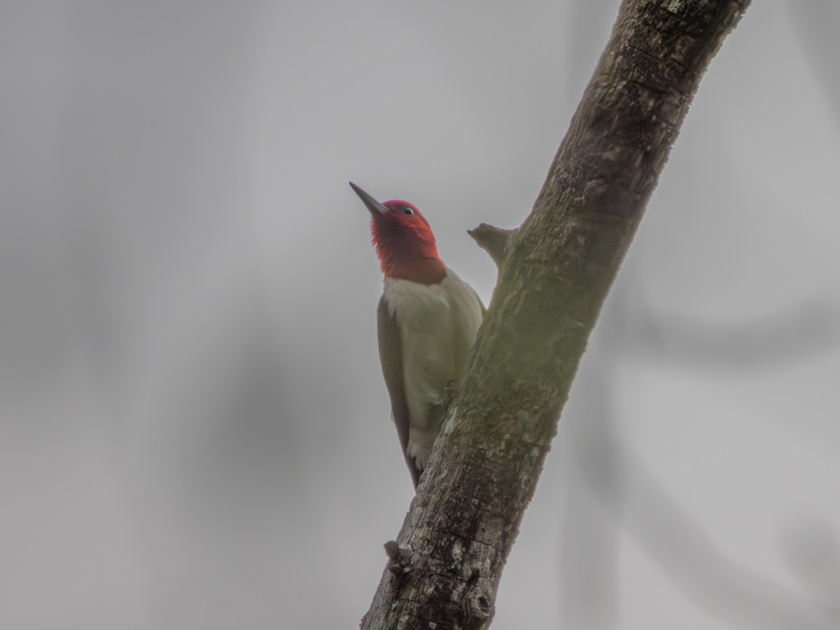 Red-headed Woodpecker - ML635068884