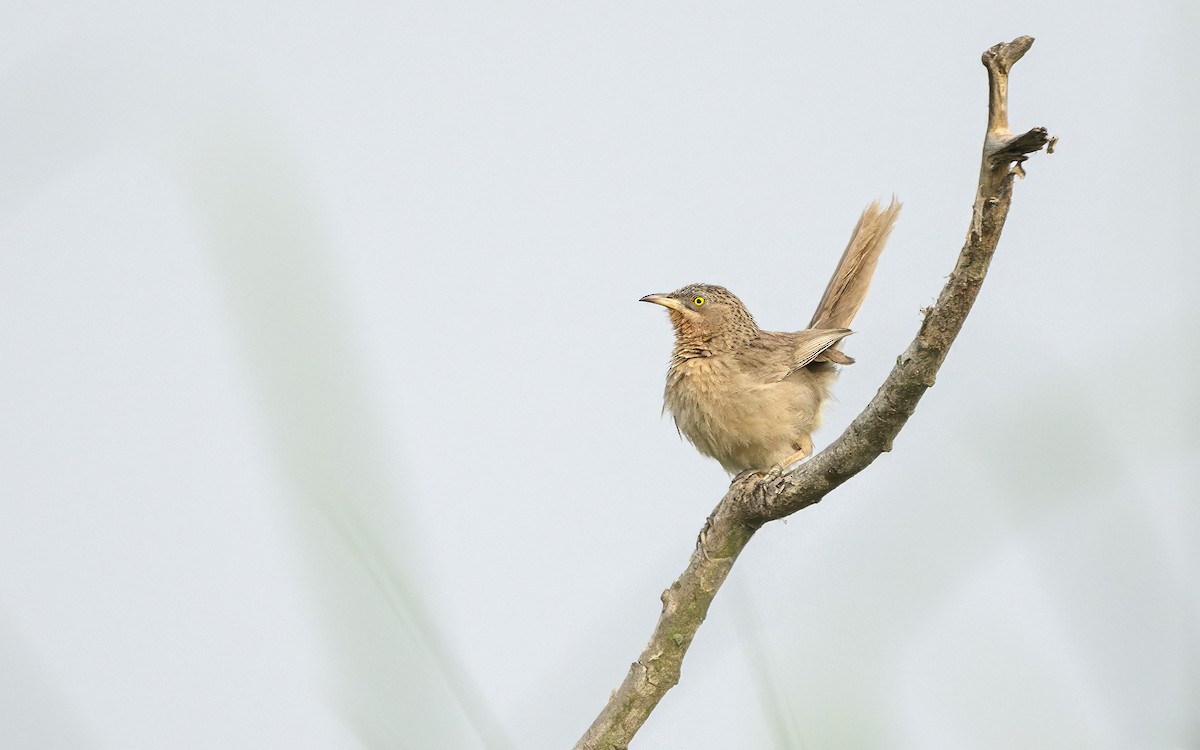 Striated Babbler - ML635068886