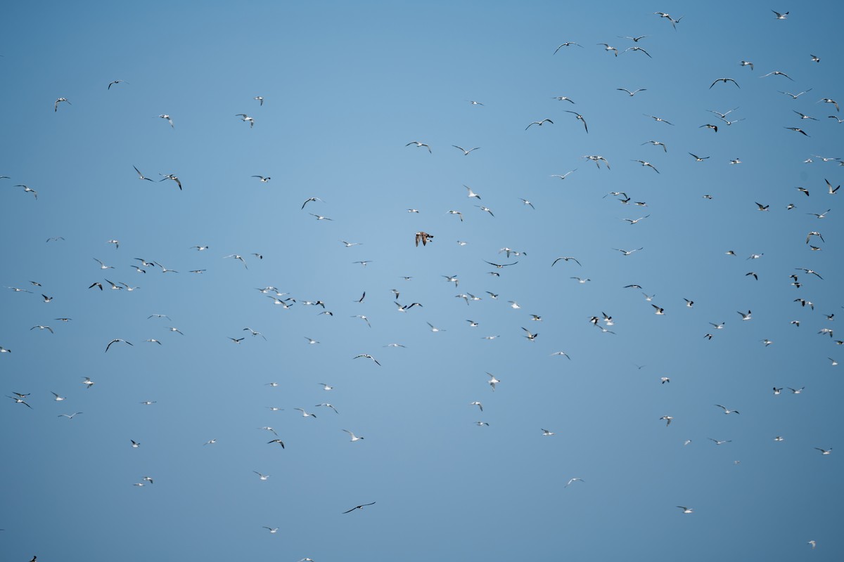 Black Skimmer - ML635068905