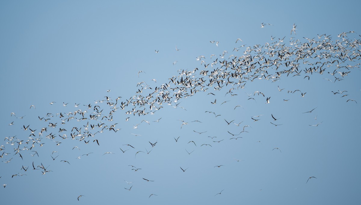 Black Skimmer - ML635068907