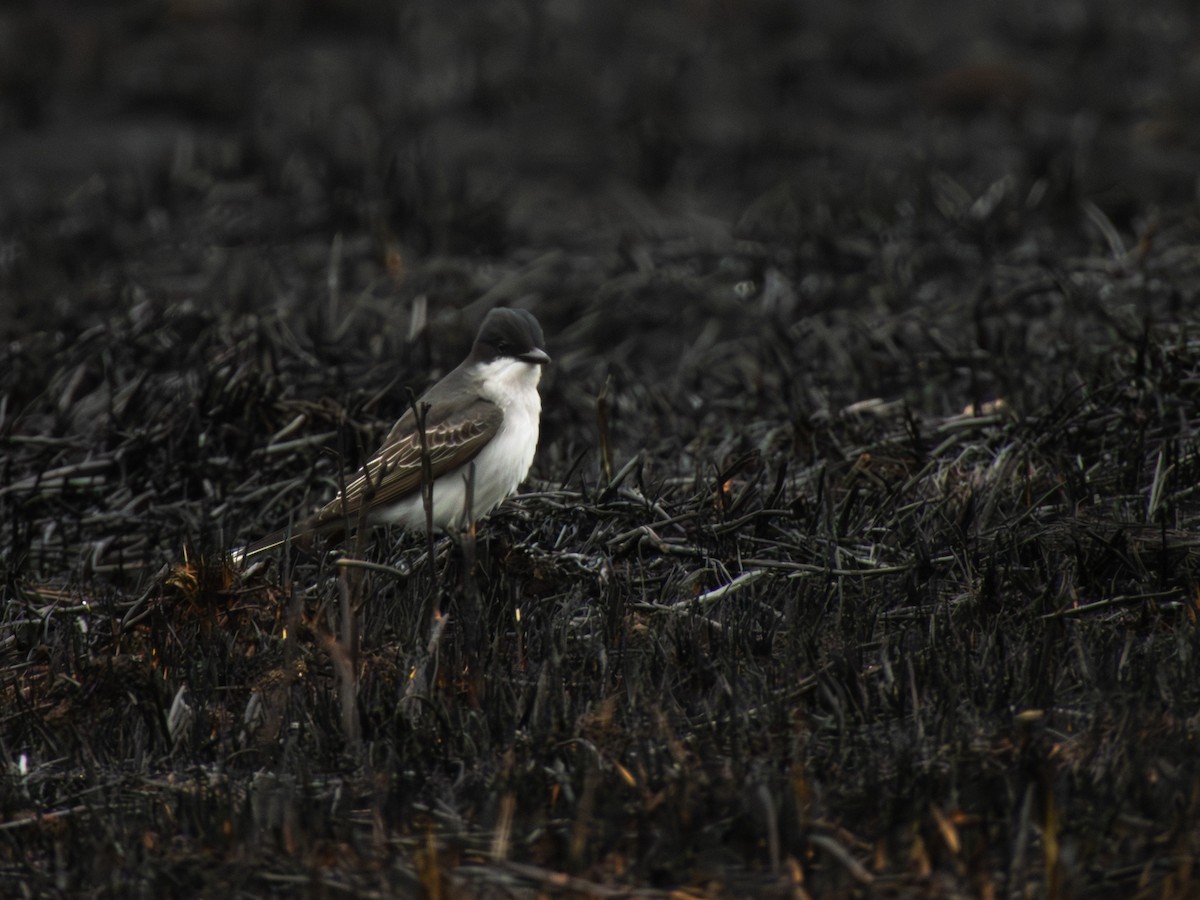 Eastern Kingbird - ML635068911