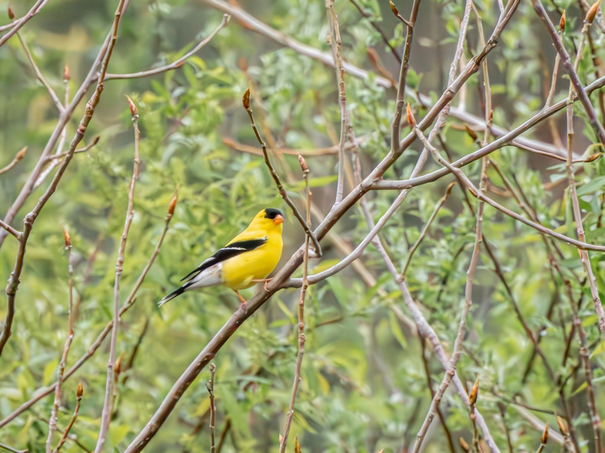 American Goldfinch - ML635068928