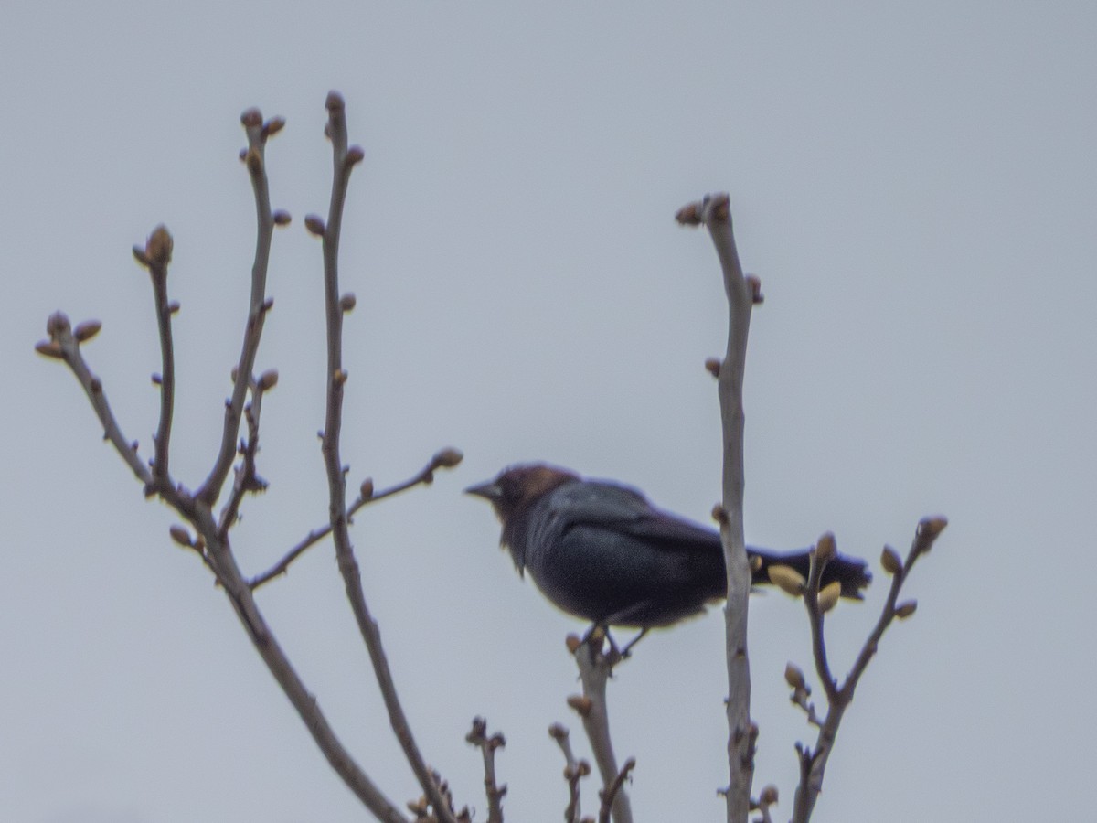 Brown-headed Cowbird - ML635068950