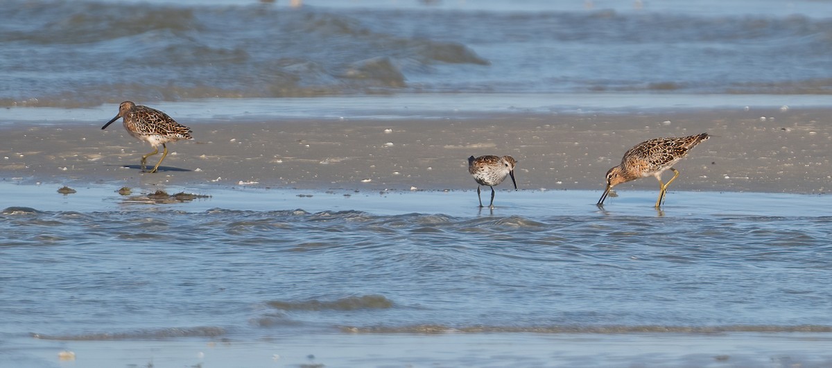 Red Knot - ML635068956