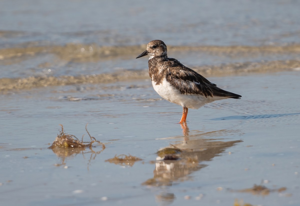 Ruddy Turnstone - ML635068968