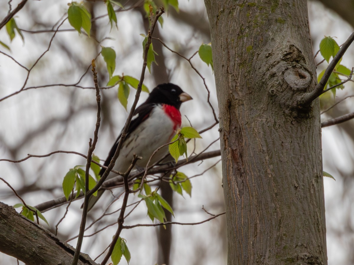 Rose-breasted Grosbeak - ML635068977