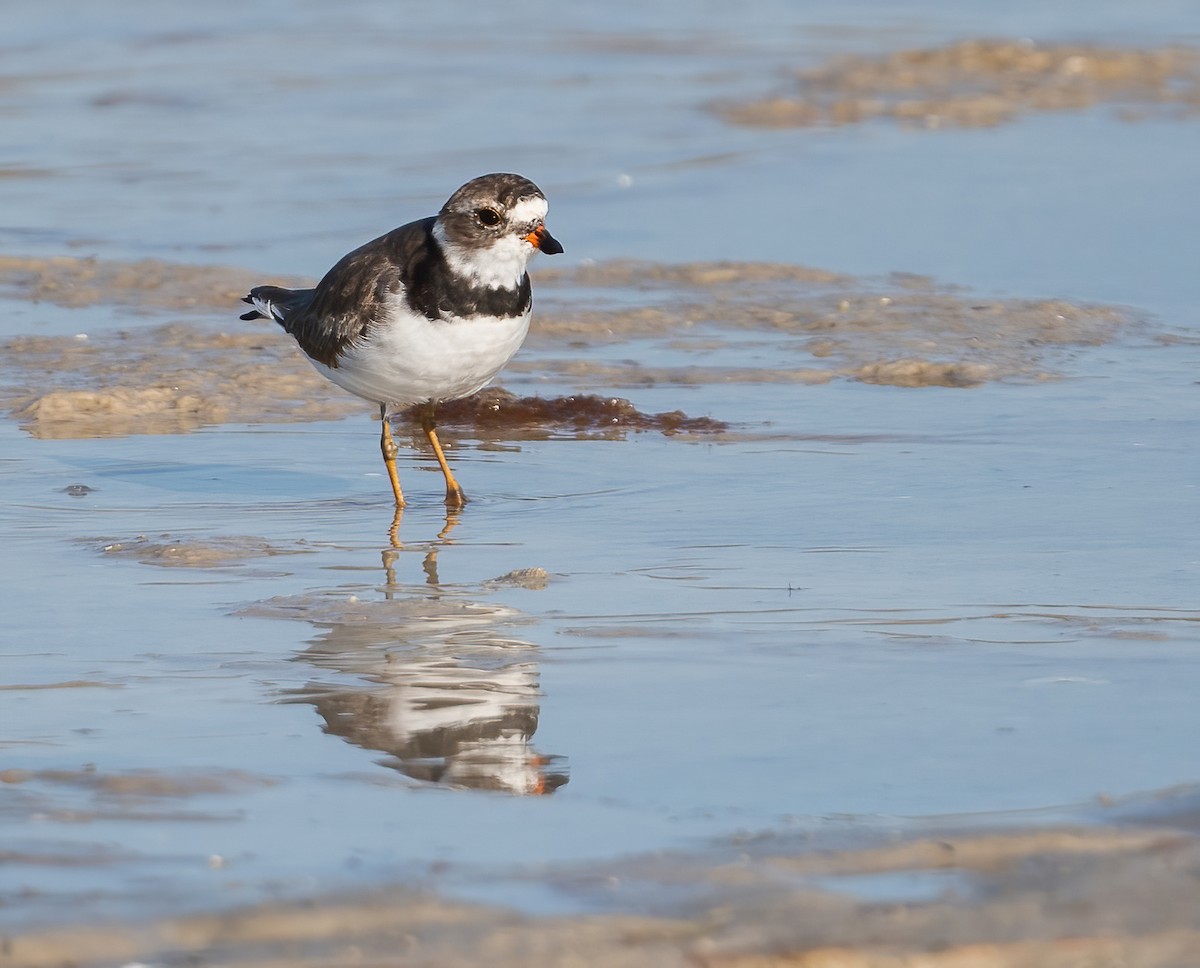 Semipalmated Plover - ML635068980