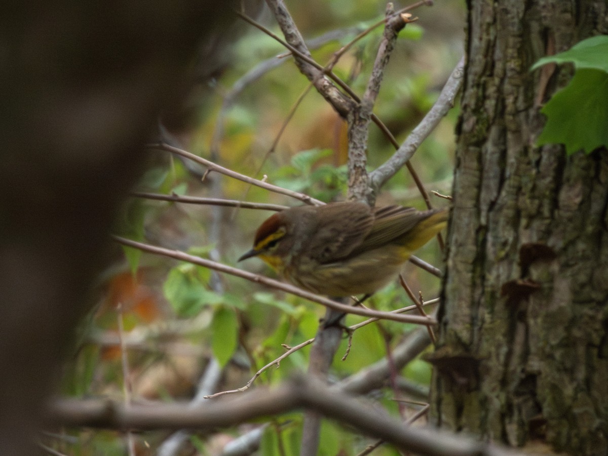Palm Warbler - ML635068982