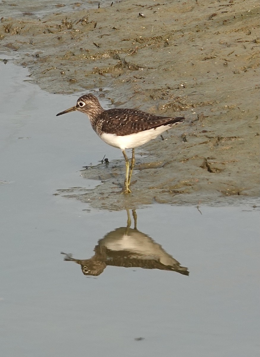 Коловодник малий - ML635069008