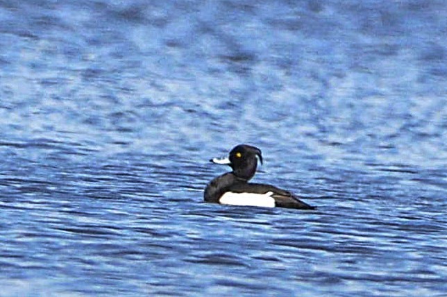 Tufted Duck - ML635069031
