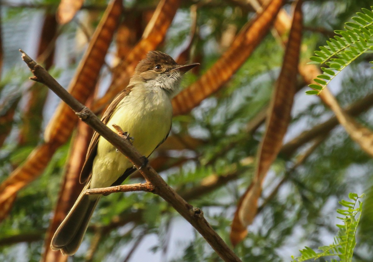 Sad Flycatcher - ML635069037