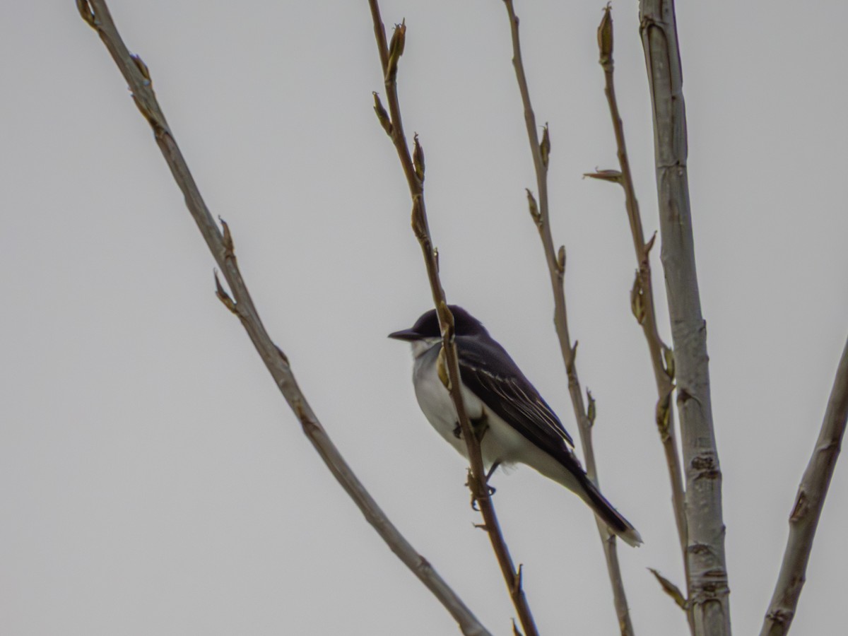 Eastern Kingbird - ML635069051