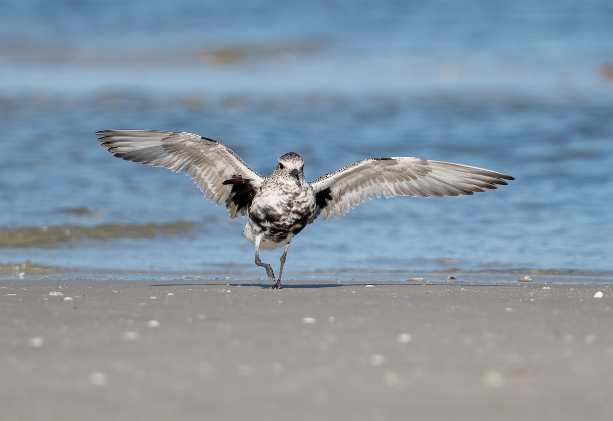 Black-bellied Plover - ML635069074