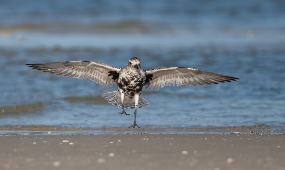 Black-bellied Plover - ML635069077