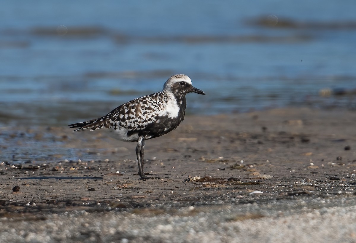 Black-bellied Plover - ML635069078