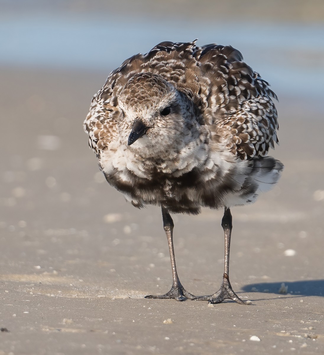 Black-bellied Plover - ML635069079