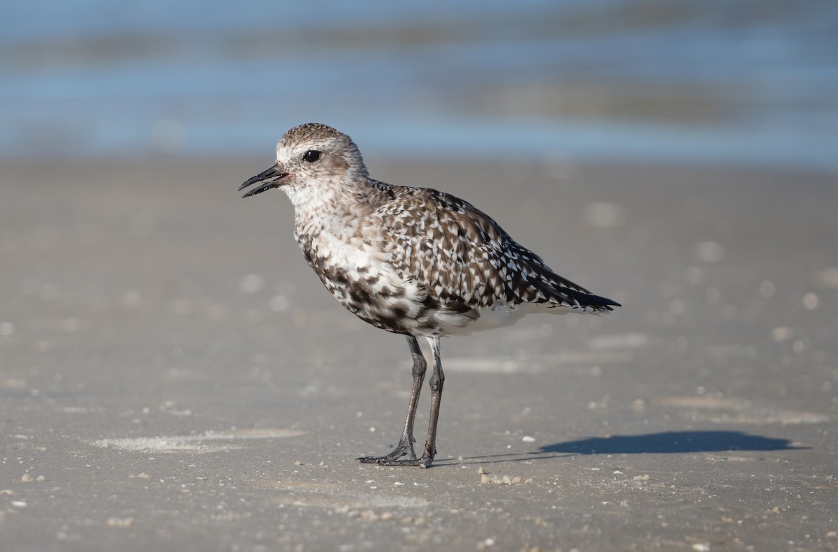 Black-bellied Plover - ML635069080