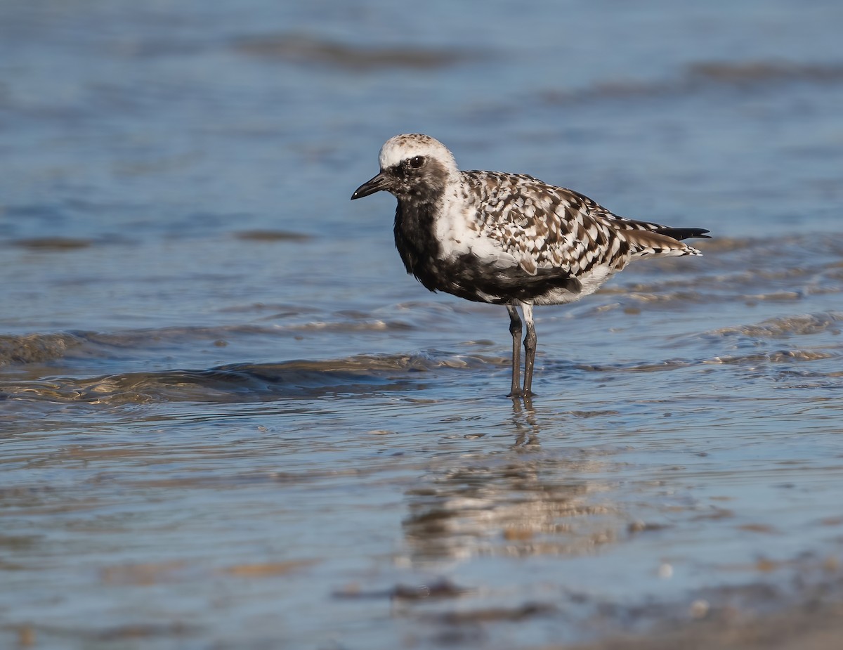 Black-bellied Plover - ML635069081