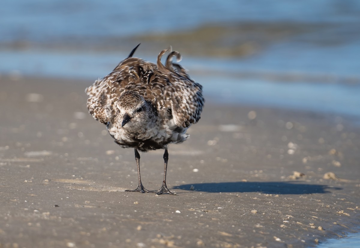 Black-bellied Plover - ML635069082
