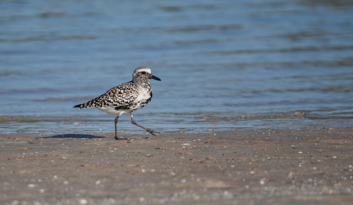 Black-bellied Plover - ML635069083