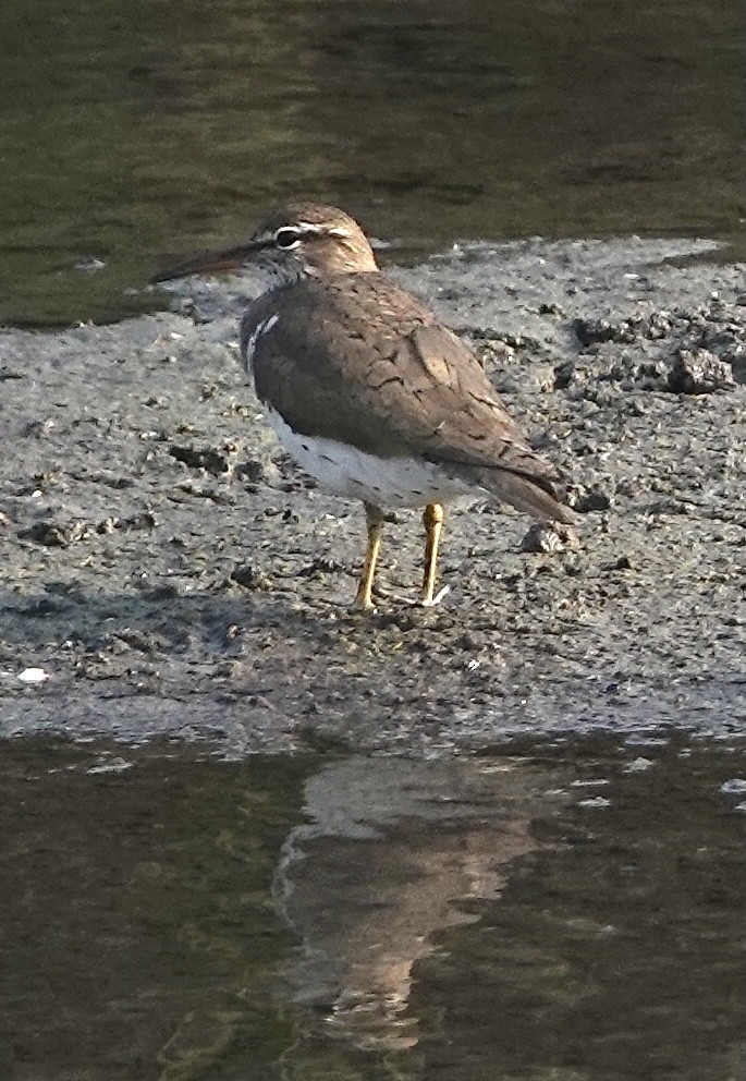 Набережник плямистий - ML635069100