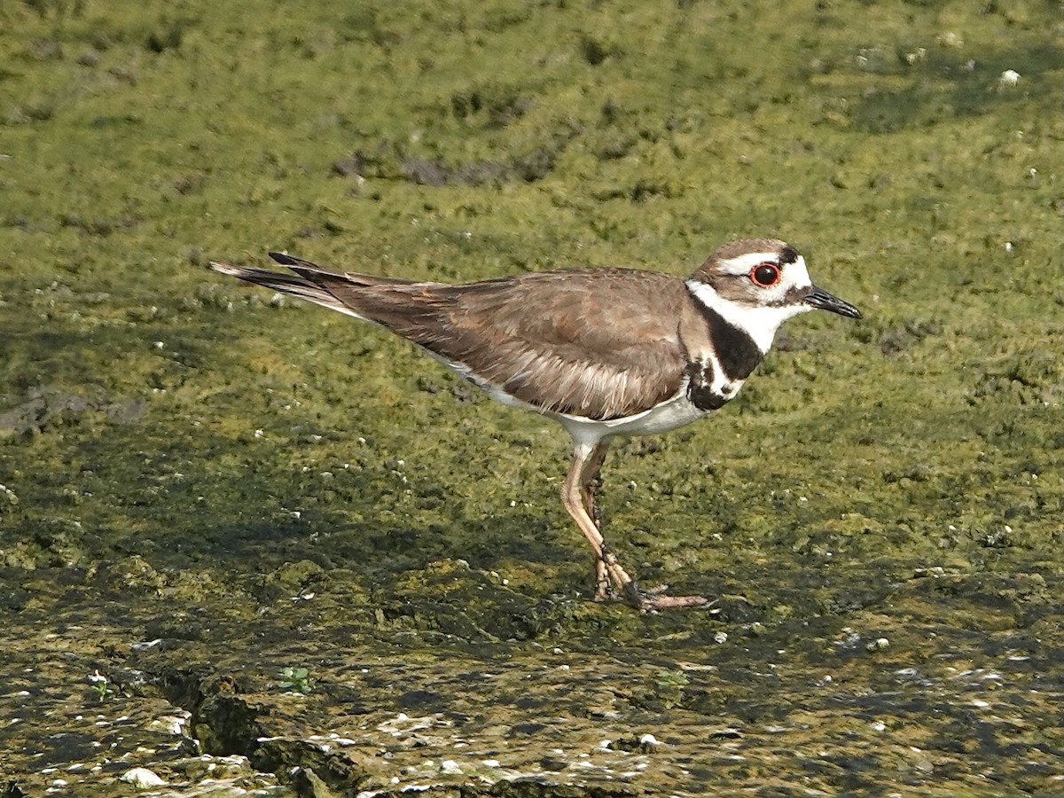 Пісочник крикливий - ML635069111