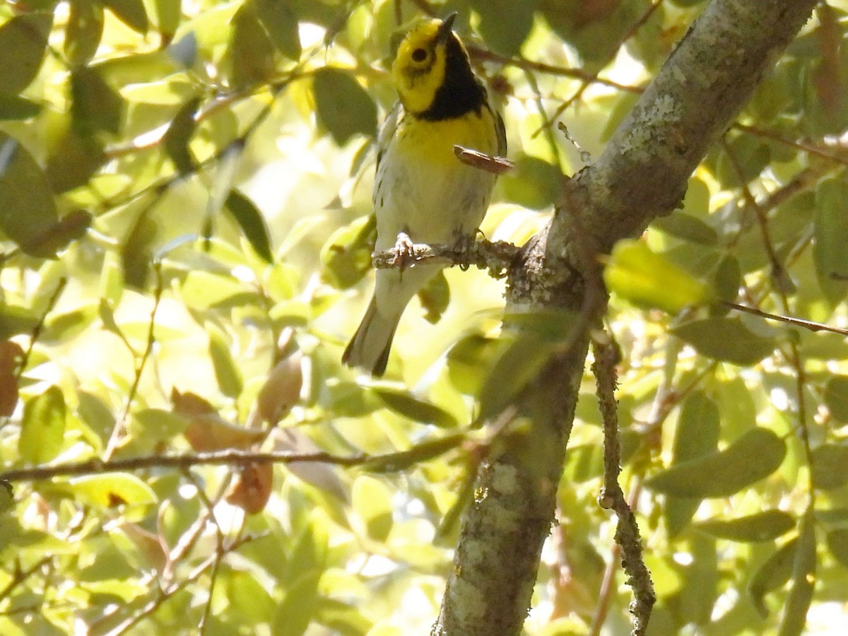 Townsend's x Hermit Warbler (hybrid) - ML635069190