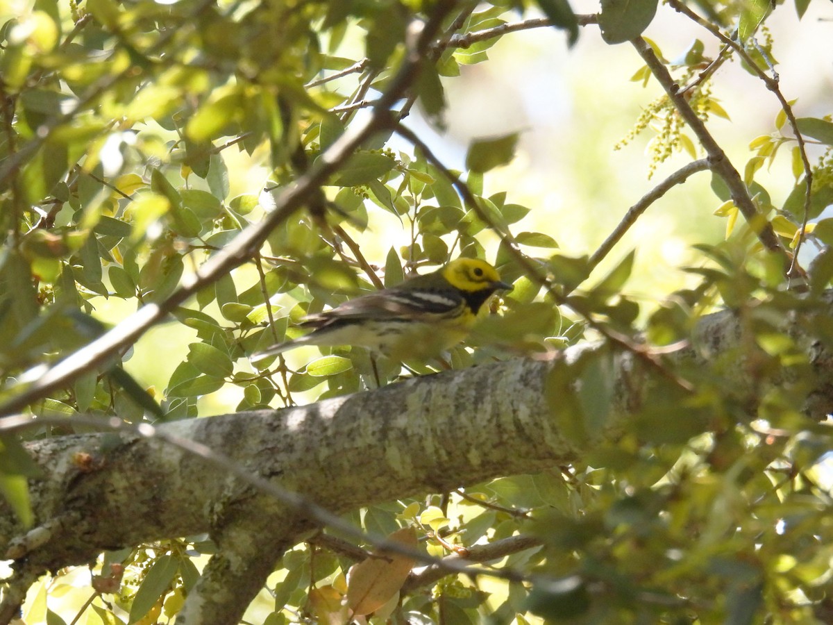 Townsend's x Hermit Warbler (hybrid) - ML635069191