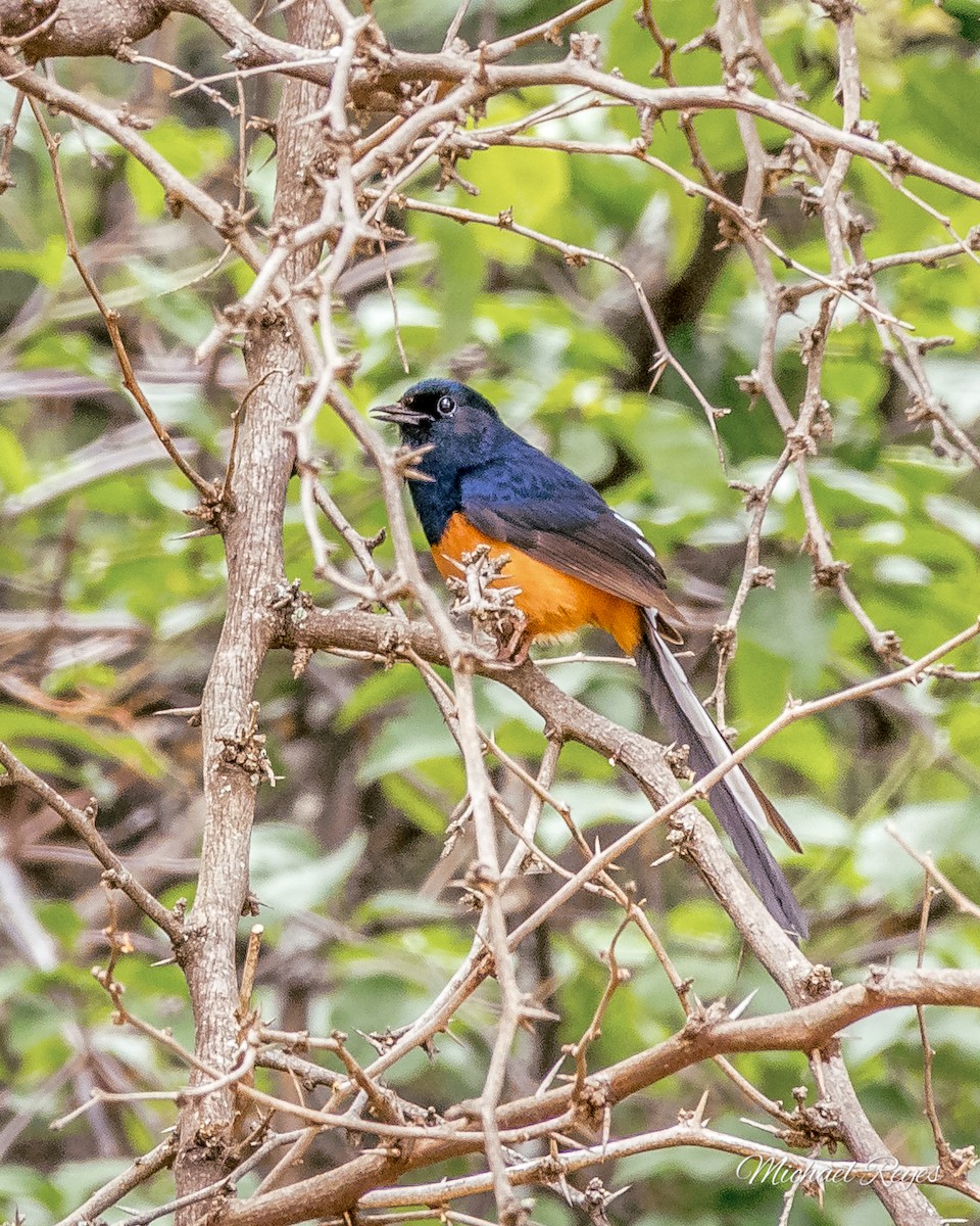 White-rumped Shama - ML635069206