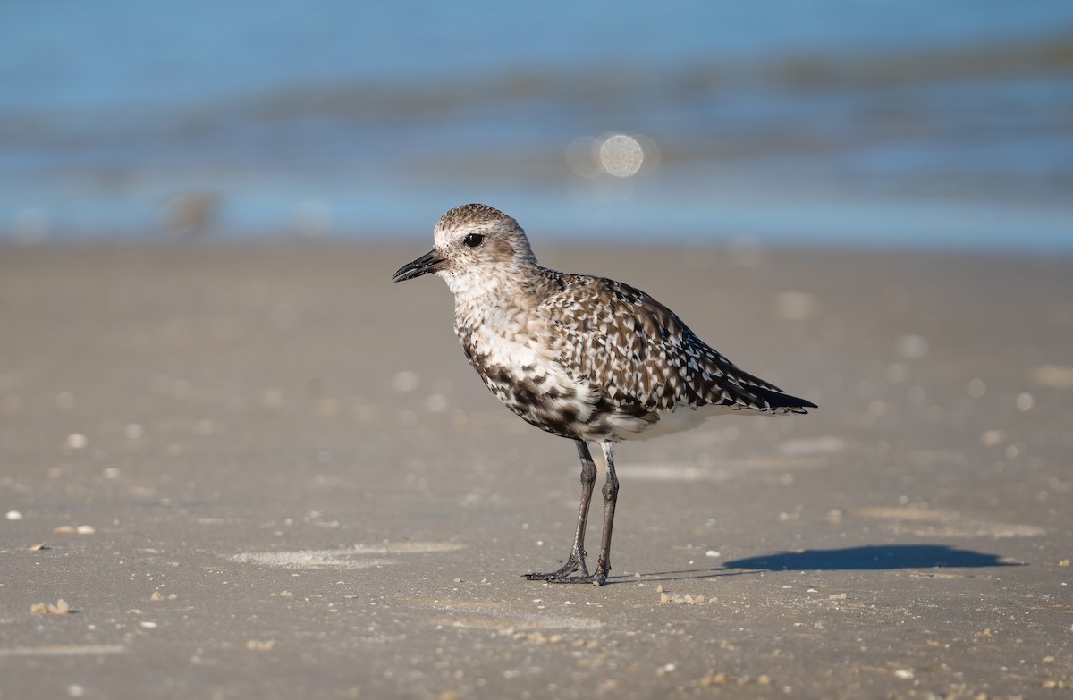 Black-bellied Plover - ML635069234