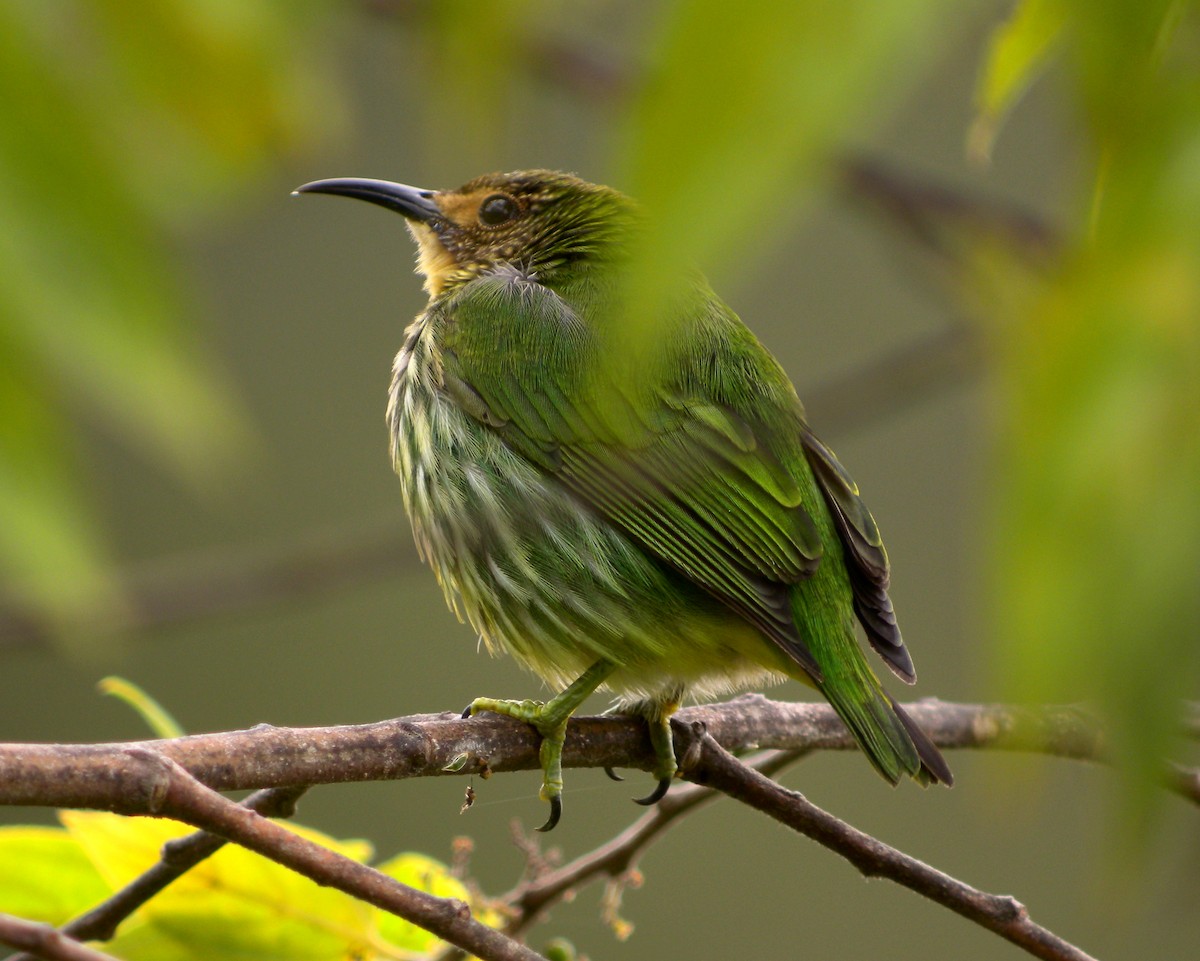 Purple Honeycreeper - ML63506931