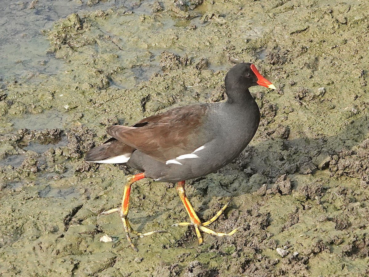 Курочка латиноамериканська - ML635069339