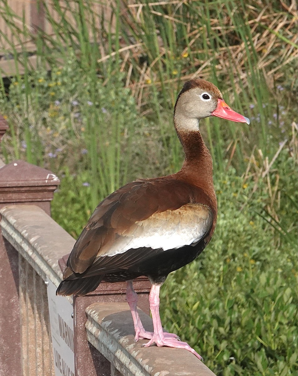 Свистач червонодзьобий - ML635069382