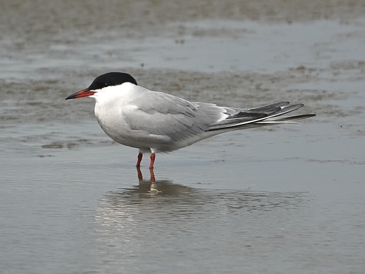 Крячок річковий - ML635069461