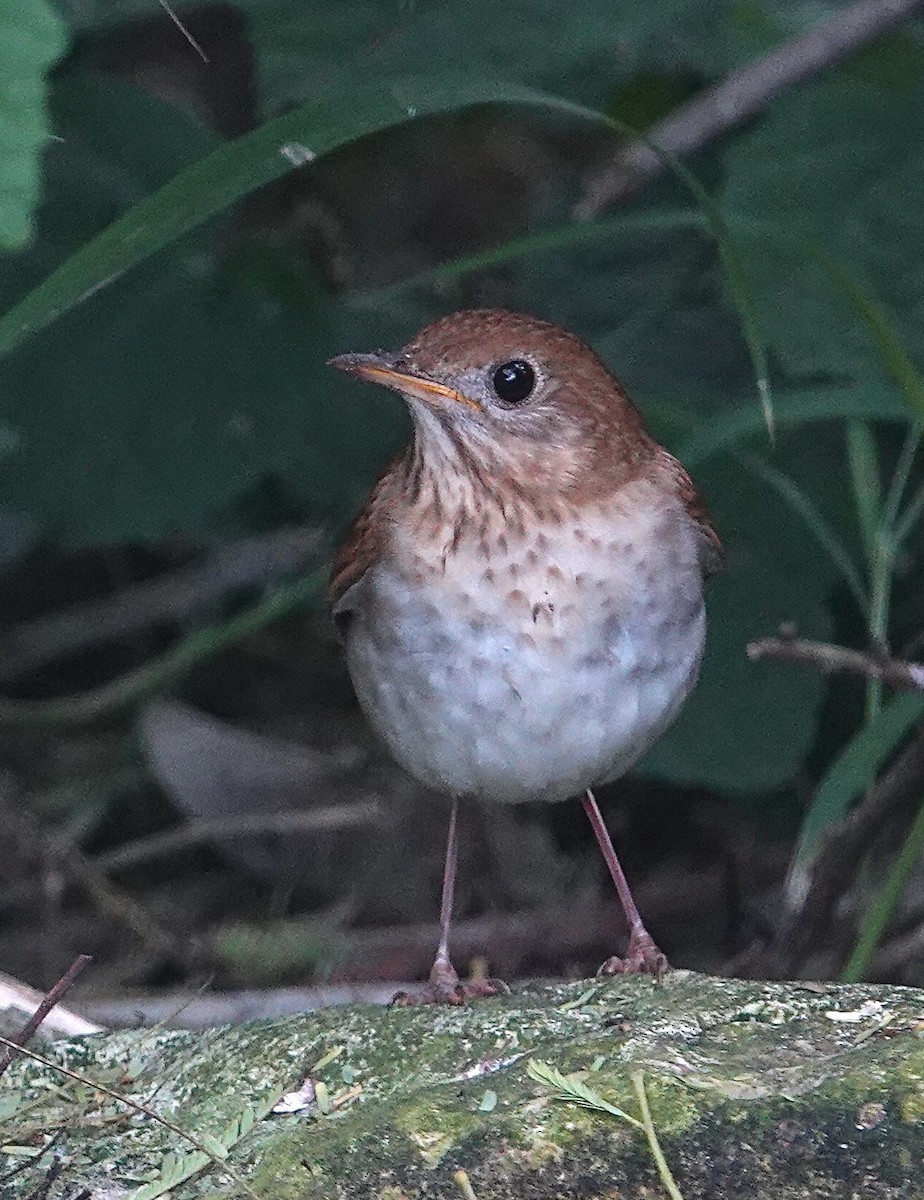 Дрізд-короткодзьоб бурий - ML635069579